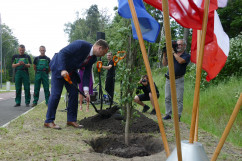 Obchody Narodowego Dnia Powstań Śląskich - wiceprezydent Katowic Mariusz Skiba dokonuje aktu zasadzenia dębu /fot. ŚUW/