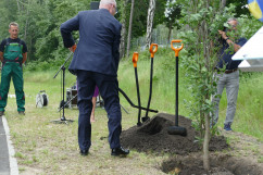 Obchody Narodowego Dnia Powstań Śląskich - zasadzenie dębu /fot. ŚUW/
